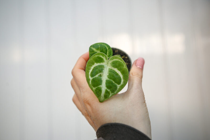 Anthurium Dorayaki