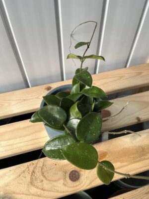 Hoya Chouke