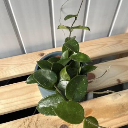 Hoya Chouke
