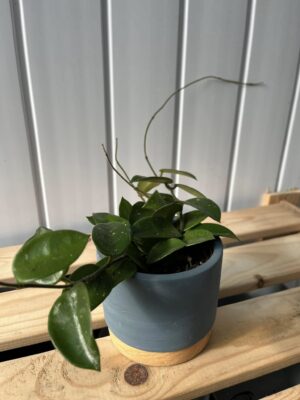 Hoya Chouke