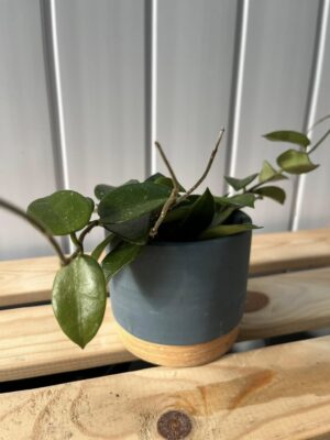 Hoya Chouke