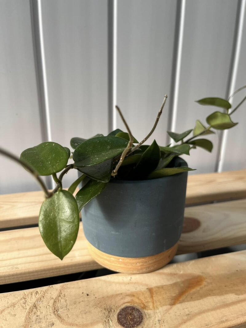 Hoya Chouke