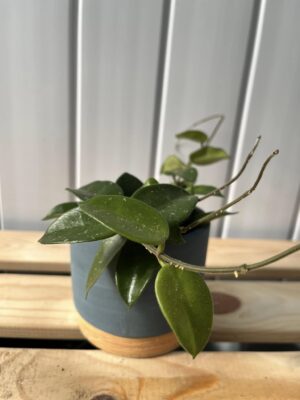 Hoya Chouke