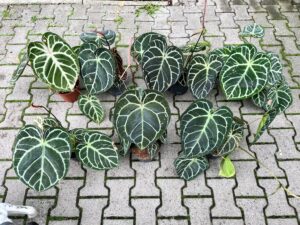Anthurium Magnificum x Crystallinum Select Form