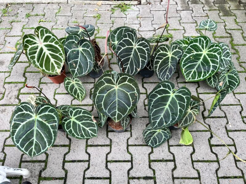 Anthurium Magnificum x Crystallinum Select Form