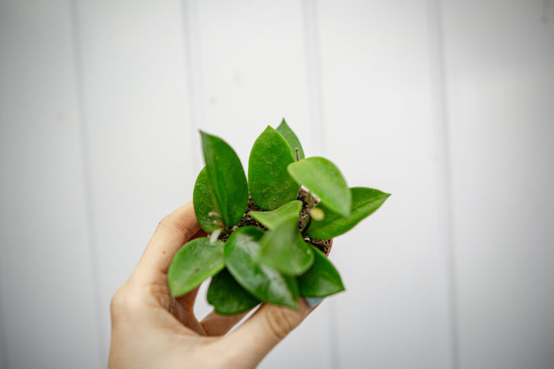 Hoya Chouke