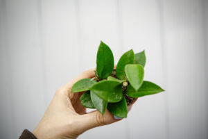 Hoya Chouke