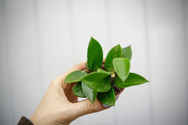 Hoya Chouke