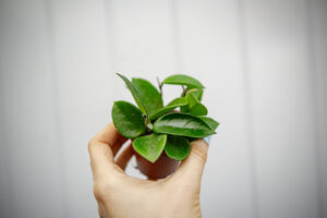 Hoya Chouke