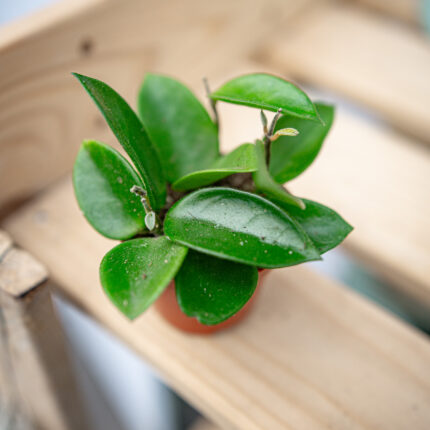 Hoya Chouke