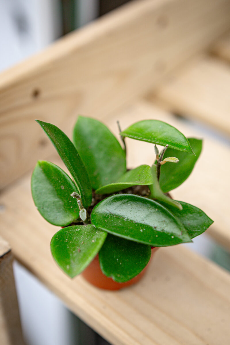 Hoya Chouke