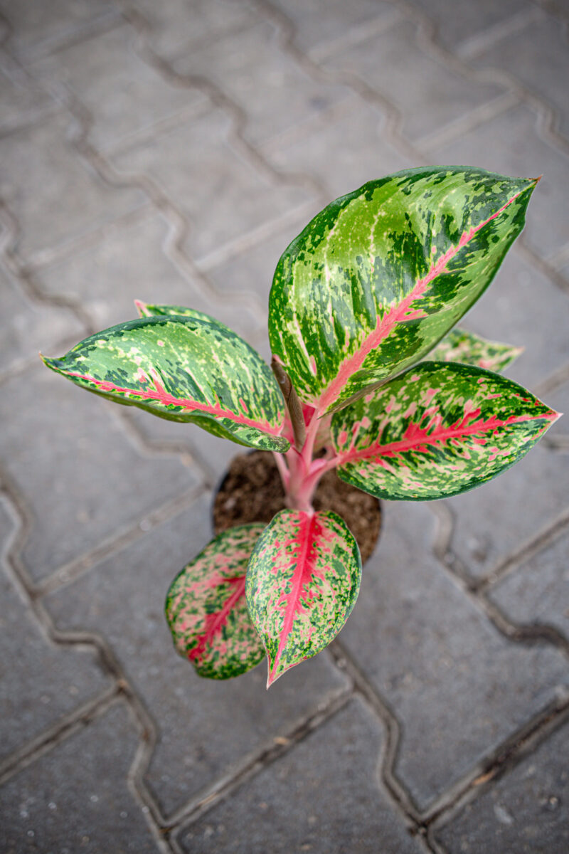 Aglaonema Paradise Red Aglaonema Paradise Red