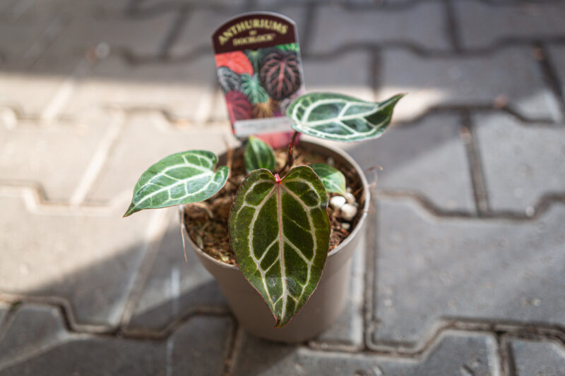 DocBlock Anthurium Zara® ’14’ X Red Crystal® ’12’ DocBlock Anthurium Zara® ’14’ X Red Crystal® ’12’