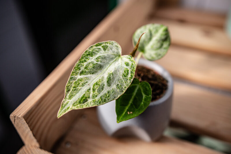 Anthurium Crystallinum Variegata Anthurium Crystallinum Variegata