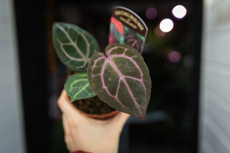 DocBlock Anthurium Crystallinum ‘8’ X Michelle® ’11’ DocBlock Anthurium Crystallinum ‘8’ X Michelle® ’11’