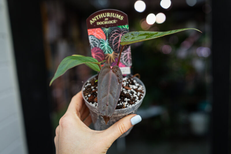 DocBlock Anthurium Dark & Handsome® ‘9’ X Red Velvet Cake® ’24’ DocBlock Anthurium Dark & Handsome® ‘9’ X Red Velvet Cake® ’24’