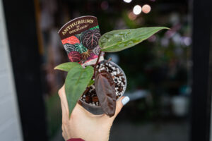 DocBlock Anthurium Dark & Handsome® ‘9’ X Red Velvet Cake® ’24’