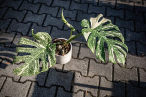 Monstera Thai Constellation Special