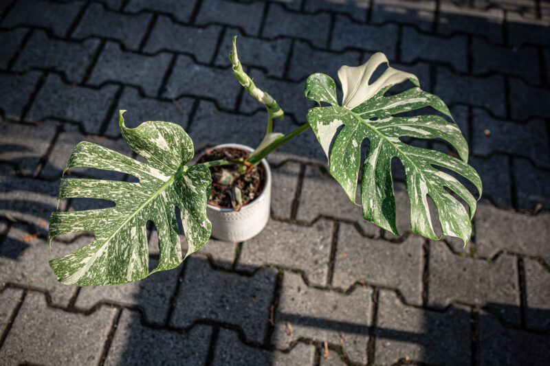 Monstera Thai Constellation Special