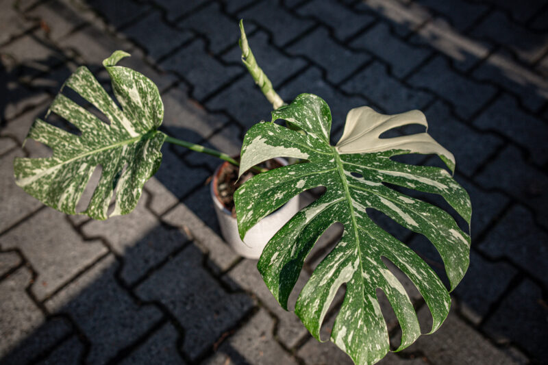 Monstera Thai Constellation Special