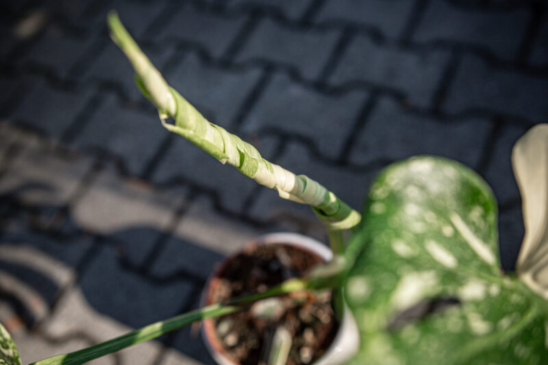 Monstera Thai Constellation Special