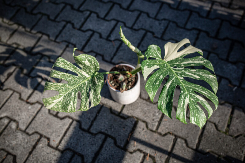 Monstera Thai Constellation Special