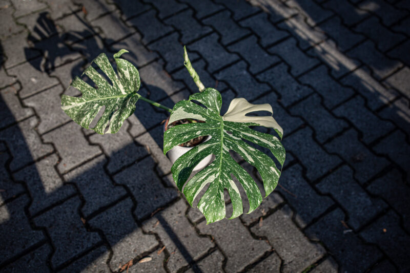 Monstera Thai Constellation Special