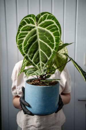 Anthurium Magnificum x Crystallinum Select Form