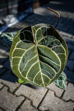 Anthurium Magnificum x Crystallinum Select Form