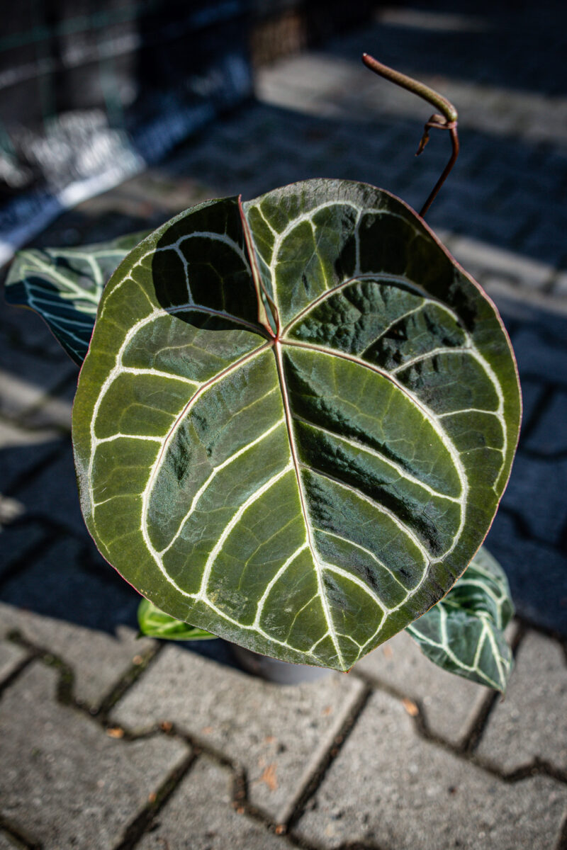 Anthurium Magnificum x Crystallinum Select Form