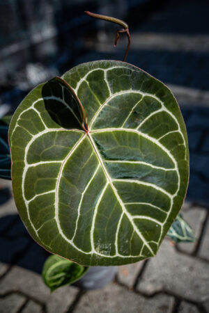 Anthurium Magnificum x Crystallinum Select Form