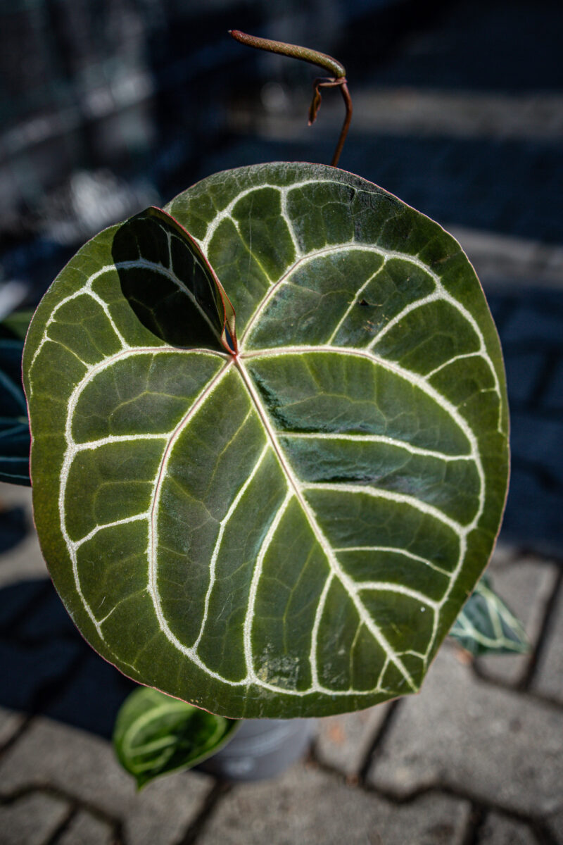 Anthurium Magnificum x Crystallinum Select Form