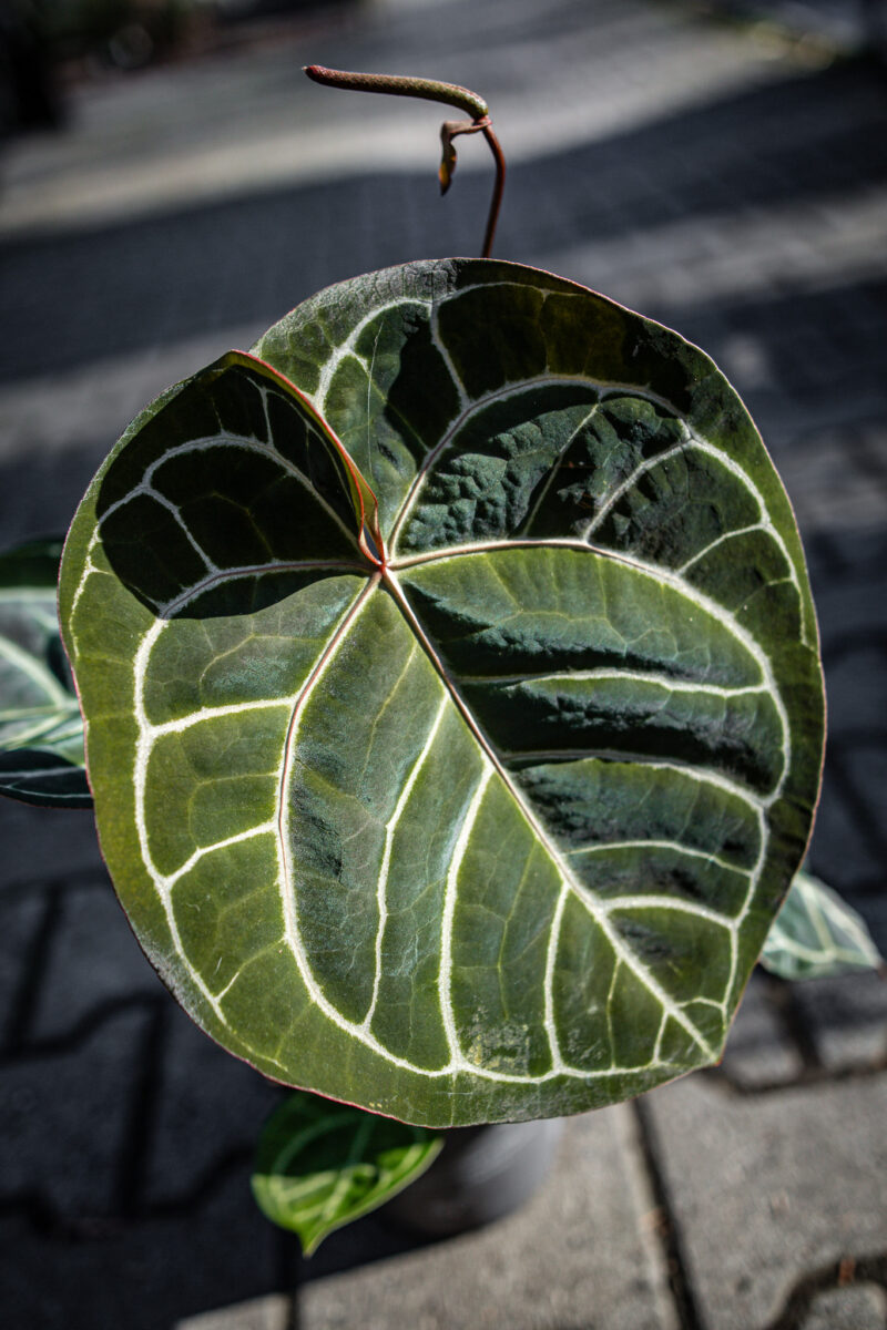 Anthurium Magnificum x Crystallinum Select Form Anthurium Magnificum x Crystallinum Select Form