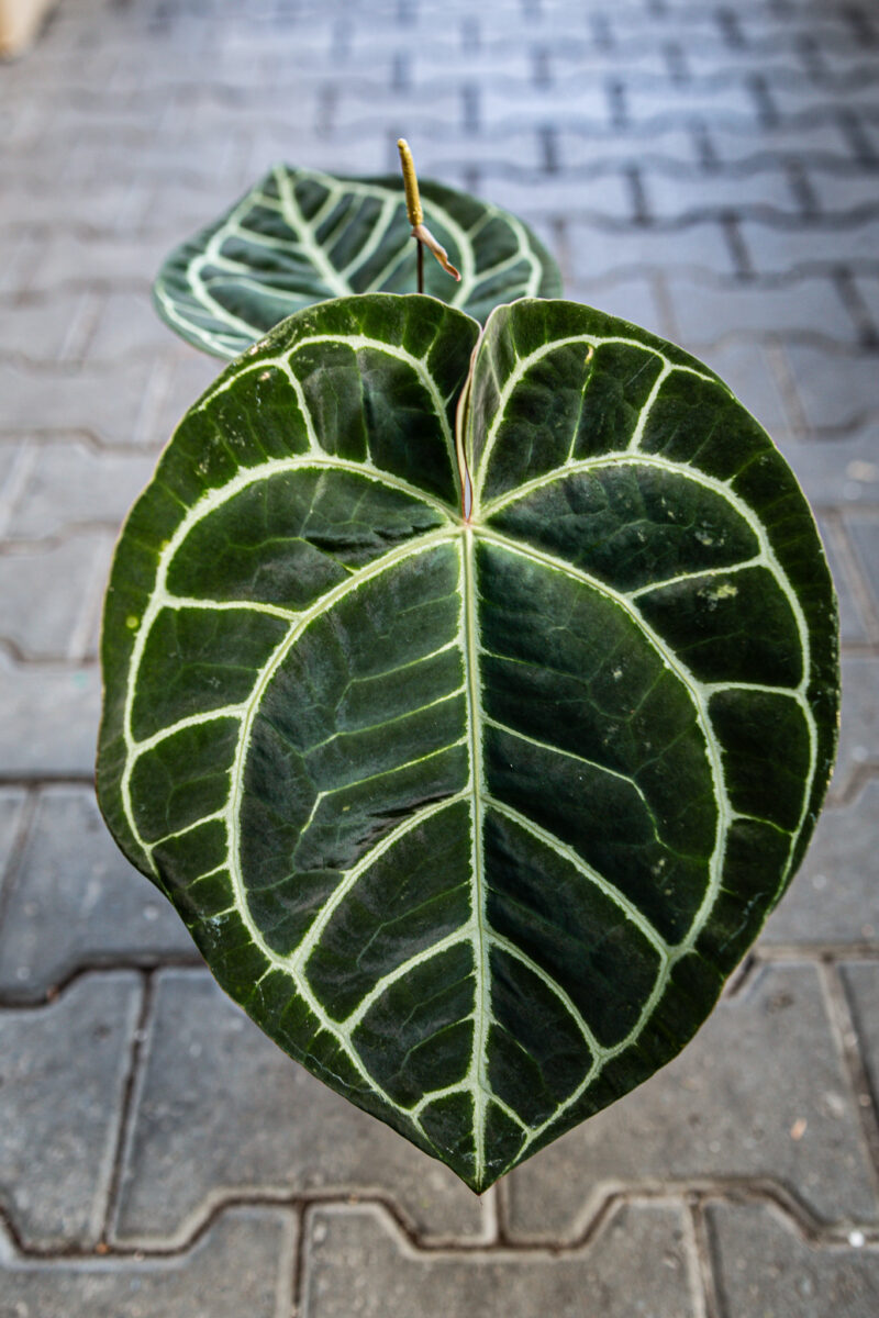 Anthurium Magnificum x Crystallinum Select Form