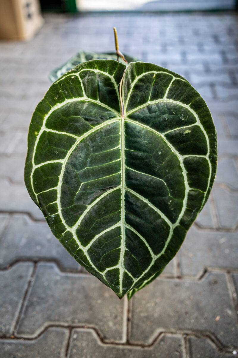 Anthurium Magnificum x Crystallinum Select Form