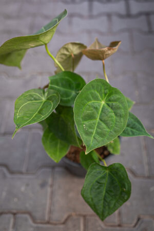 Anthurium Foregtii XL