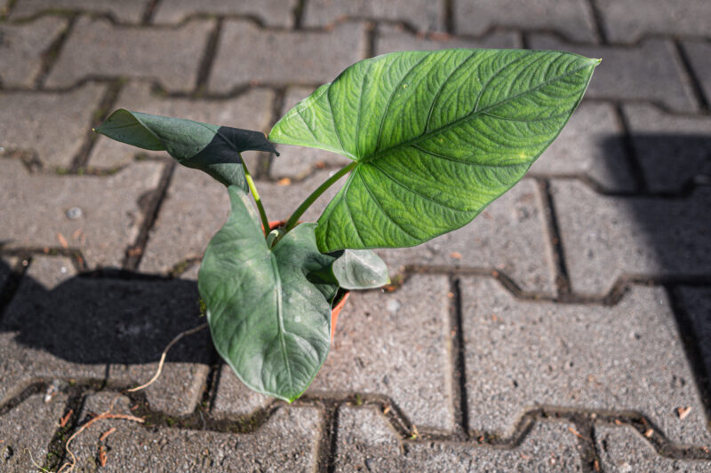 Alocasia scabrioscula