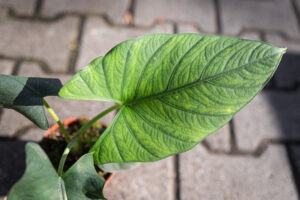 Alocasia scabrioscula