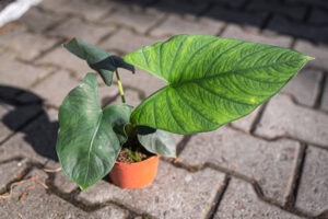 Alocasia scabrioscula