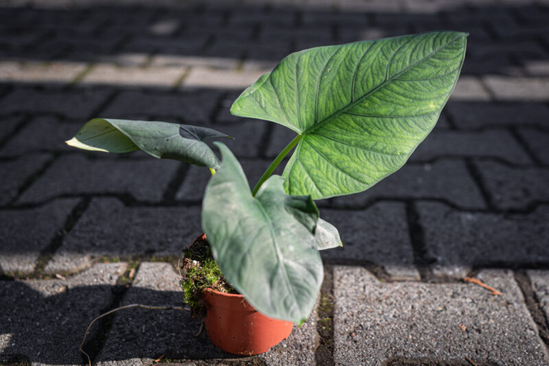 Alocasia scabrioscula