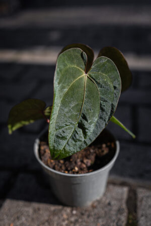 Anthurium Ace of Spades Dark Form  x Papillilaminum Incurved Lobes