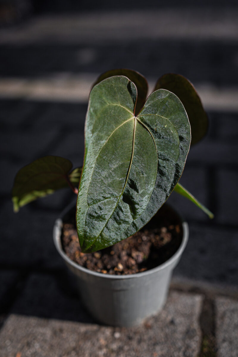 Anthurium Ace of Spades Dark Form  x Papillilaminum Incurved Lobes