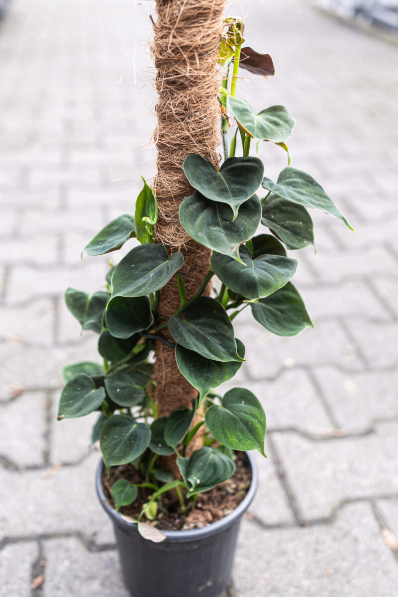 philodendron lupinum philodendron lupinum