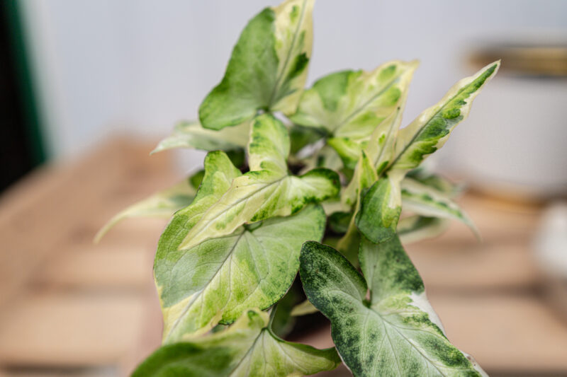 Syngonium T25