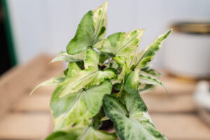 Syngonium T25