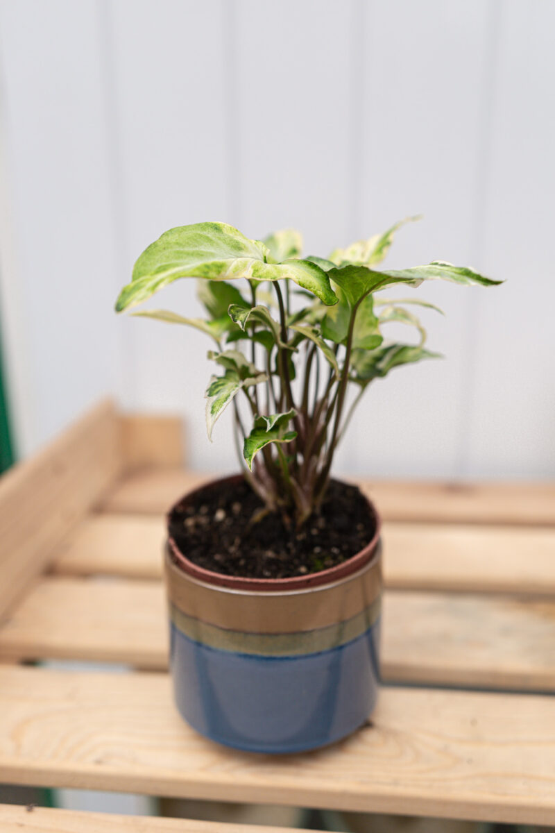 Syngonium T25