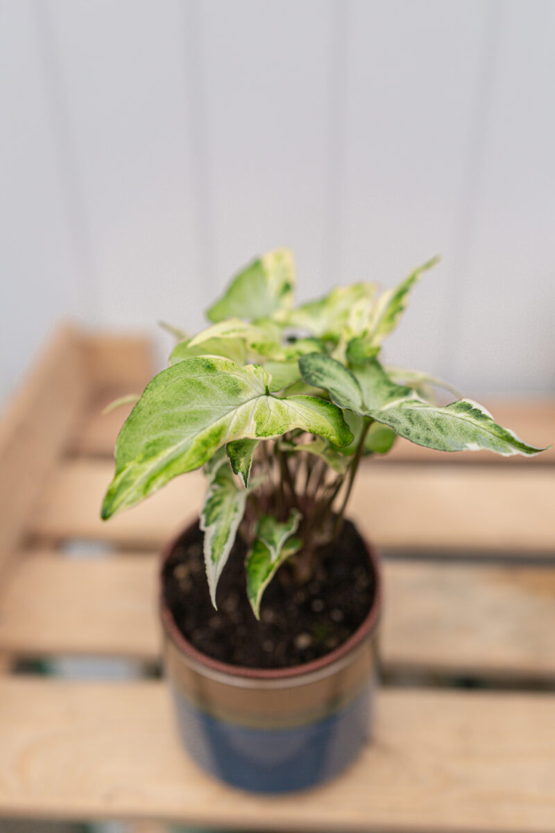 Syngonium T25