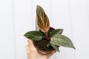 Philodendron Birkin Pink