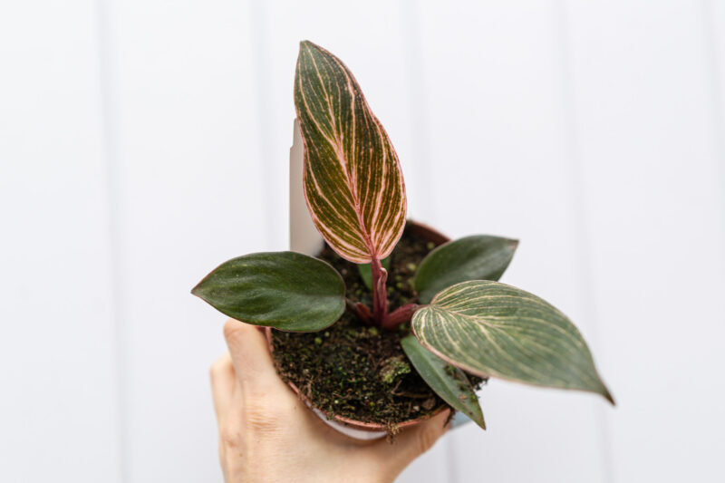 Philodendron Birkin Pink