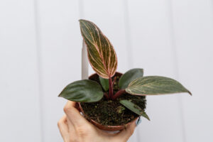 Philodendron Birkin Pink